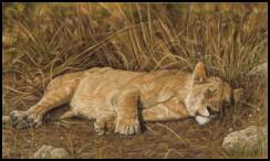 Afternoon Nap