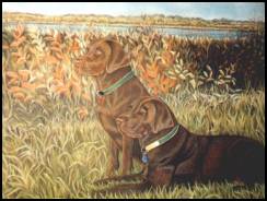 Chocolate Labs