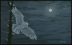 Moonlight Glider